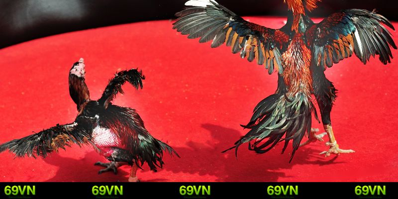 Nhà cái 69VN được đánh giá rất cao bởi nhiều ưu điểm nổi bật